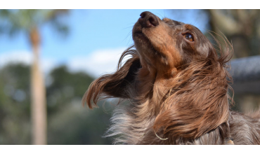 Nutrientes esenciales para una piel y un pelo sanos en los perros