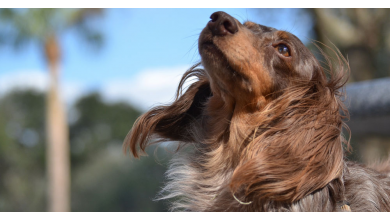 Nutrientes esenciales para una piel y un pelo sanos en los perros