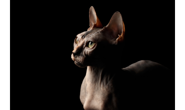 Comportamiento y enfermedades de la piel en gatos