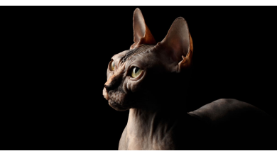 Comportamiento y enfermedades de la piel en gatos