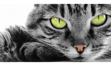 Cuidado de la piel y del pelo de su gato