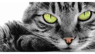 Cuidado de la piel y del pelo de su gato