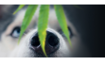 7 increíbles beneficios del Cannabis que ayudarán a tu mascota a sentirse nuevamente como un cachorro