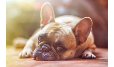Trucos para que tus mascotas superen mejor una mudanza