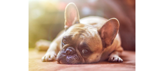 Trucos para que tus mascotas superen mejor una mudanza