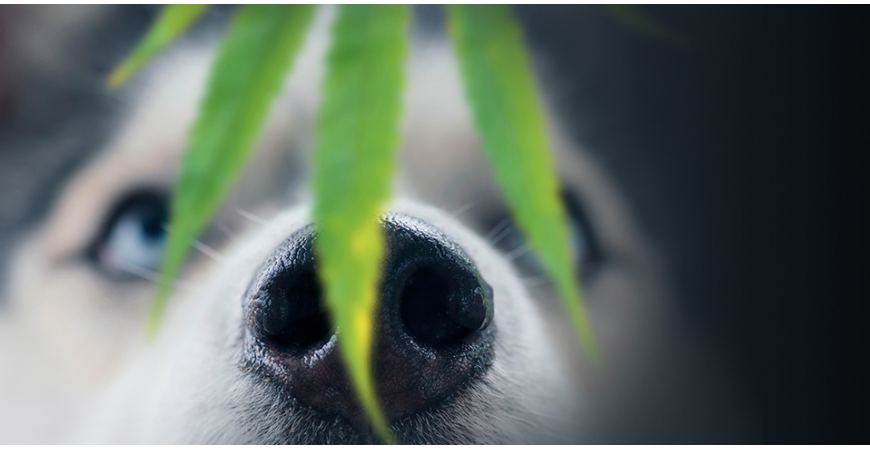 7 increíbles beneficios del Cannabis que ayudarán a tu mascota a sentirse nuevamente como un cachorro