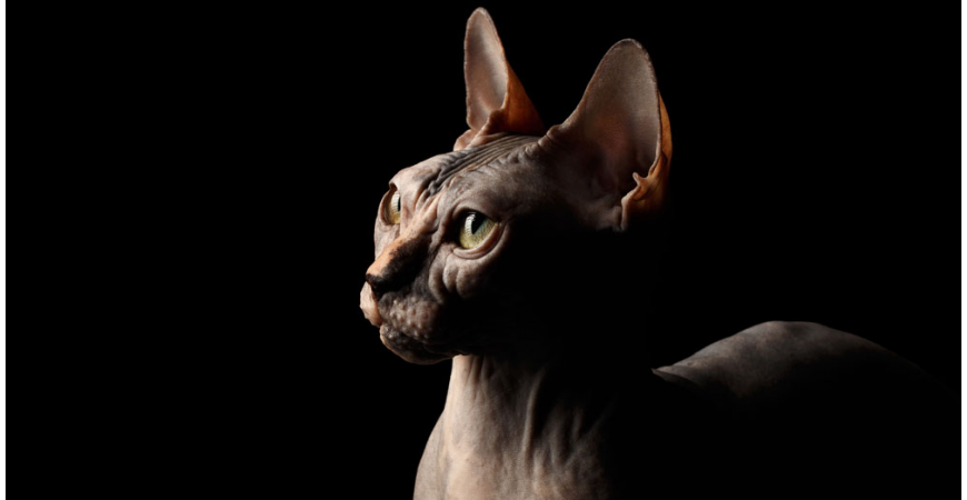 Comportamiento y enfermedades de la piel en gatos