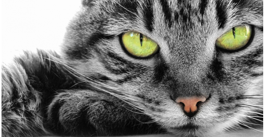 Cuidado de la piel y del pelo de su gato