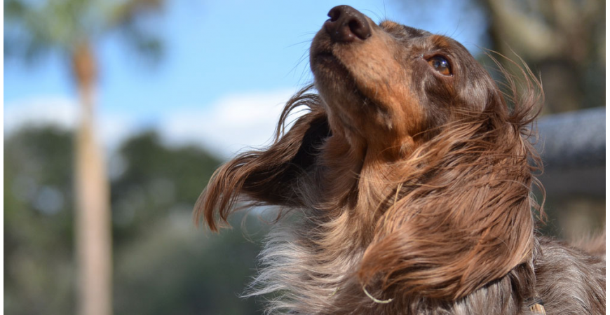 Nutrientes esenciales para una piel y un pelo sanos en los perros
