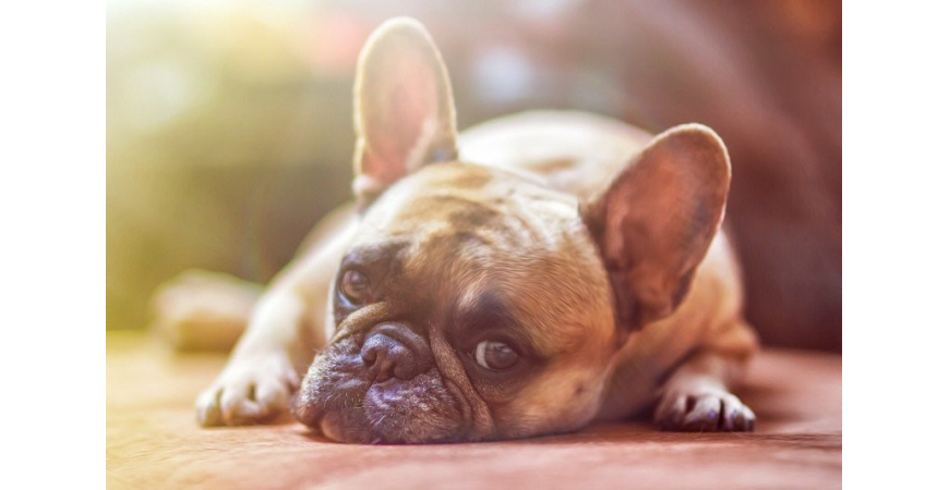 Trucos para que tus mascotas superen mejor una mudanza
